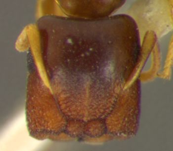 Media type: image; Entomology 21556   Aspect: head frontal view